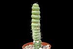 Eulychnia castanea v. spiralis D. 3 H. 13 € 35.00